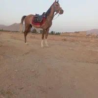 اسب