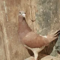 کبوتر نرو ماده گنجه معاوضه فقط با طوقی|پرنده|زابل, |دیوار