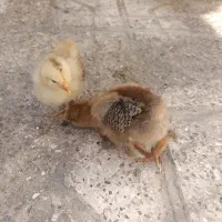 جوجه مرغ برهما پاتریچ