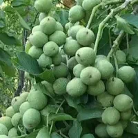 انواع نهال میوه بادام ،پسته،گردو