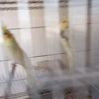 عروس هلندی ایزبلا دوکت لوتینو  آلبینو دوکت وآلبینو|پرنده|تاکستان, |دیوار