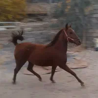 کره شجره دار