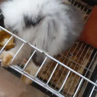 خرگوش لوپ|موش و خرگوش|لاهیجان, پردسر|دیوار