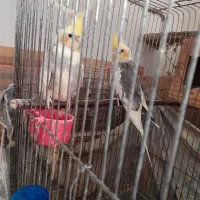جفت طوطی عروس|پرنده|ساری, |دیوار