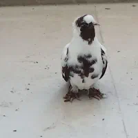 ککلی|پرنده|اردبیل, |دیوار