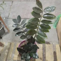 گل‌های آپارتمانی|گل و گیاه طبیعی|تهران, هاشمی|دیوار