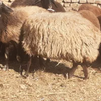 میش آبستن|حیوانات مزرعه|شهریار, شهرک امیریه|دیوار