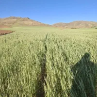 فروش زمین ۱۲ هکتاری دیم مرغوب سنقر