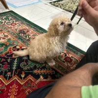 پودل مینیاتوری اپریکات ۳ ماهه|سگ|کرج, گوهردشت|دیوار