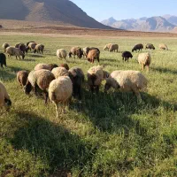 ۱۳۰راس گوسفند داشتی فرادنبه|حیوانات مزرعه|بروجن, |دیوار