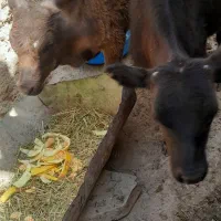 چنتا گاو گوساله