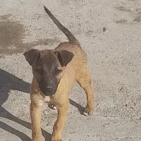 توله مالینویز|سگ|کرج, کوی کارمندان شمالی|دیوار