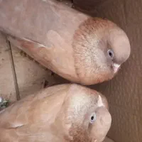 کبوتر کلافه وارداتی