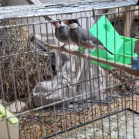 فنچ نرگسی مولد|پرنده|صوفیان, |دیوار