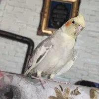 عروس هلندی ماده