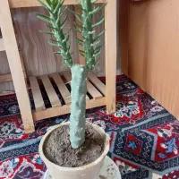 انواع گل طبیعی