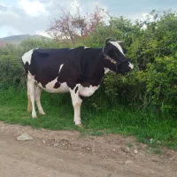 گاو هلشتاین آبستن  اصل جنس با بیست کیلو شیر تضمین