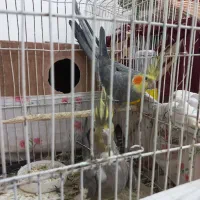 یک جفت عروس هلندی اس