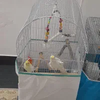 عروس هلندی و کوتوله|پرنده|قم, سید معصوم|دیوار