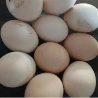 تخم مرغ طبیعی