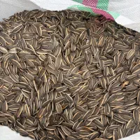 فروش تخمه آفتاب گردون
