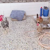 مرغ وخروس سراه خرمشهر عین دو دونی سیصدوپنجاه|حیوانات مزرعه|اهواز, عین ۲|دیوار