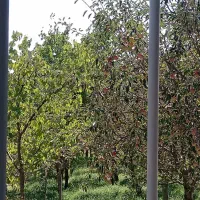 فروش باغ|فروش زمین و ملک کلنگی|یامچی, |دیوار