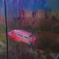 ماهی فلاور سوپر رد کامفا|ماهی|کرج, حصارک پایین|دیوار