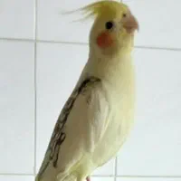 عروس هلندی گمشده