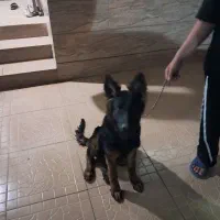 فروش فوری سگ ژرمن شپرد