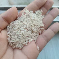برنج اصل محلی کاشت خودمون کیلویی ۲۵۰