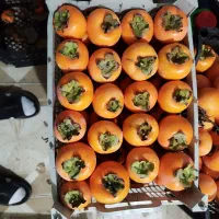 خرمالو سیبی