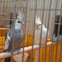 جفت عروس هلندی|پرنده|تهران, نازیآباد|دیوار