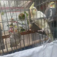 4 تا عروس هلندی فروش فوری|پرنده|صحنه, |دیوار