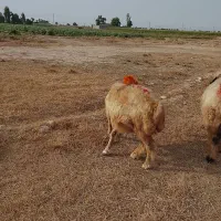میش بز
