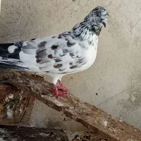 کفتر پرشی|پرنده|رشت, سلیمانداراب|دیوار