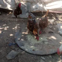 خروس زینتی سبیرایت|حیوانات مزرعه|کمیجان, |دیوار