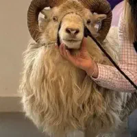 کارگر  و نگهبان شب دامداری گوسفندی