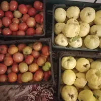 به زرد رسیده خوشمزه وگوجه ترش وخوشمزه محلی