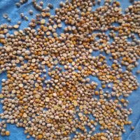 نخود ایرانی تمیز باب فلافل دارای  پخت و طعم مرغوب|خوردنی و آشامیدنی|آذرشهر, |دیوار