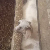 بز در حیوانات مزرعه