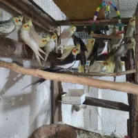 فروش عروس هلندی و قناری
