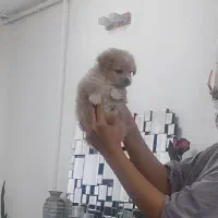 توله سگ ۲ ماهه
