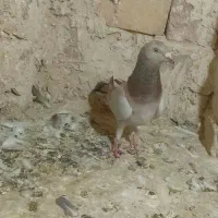 ماده بروش