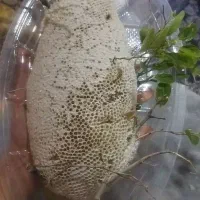 عسل طبیعی با شاخه