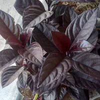 ماندگار|گل و گیاه طبیعی|خرم‌آباد, |دیوار