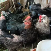 فروش انواع مرغ و خروس و جوجه ده روزه تا پنج ماهه