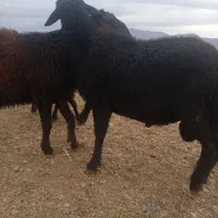 قوچ میش بز بره|حیوانات مزرعه|عسگران, |دیوار