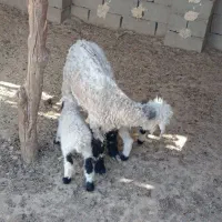 گوسفند جملی جوان بادوبره نر|حیوانات مزرعه|زابل, |دیوار
