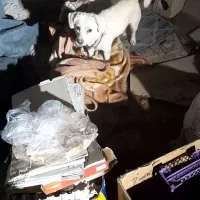 سگ دزدیده شده|حیوانات|برخوار, |دیوار